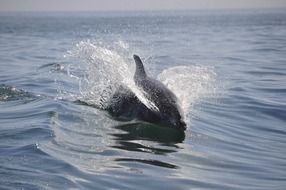 beautiful and cute Dolphin