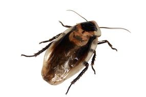 cockroach blaberus on white