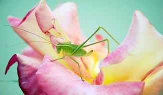 Katydid insect