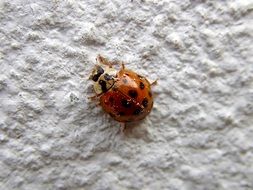 Ladybug on a wall