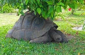 giant turtle under a green tree