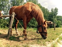brown horse tied to the fence