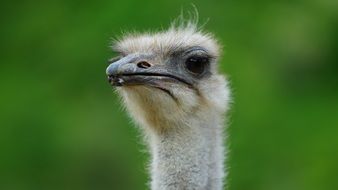 portrait of a funny ostrich