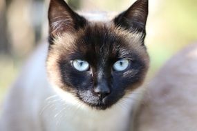Siamese cat with blue eyes