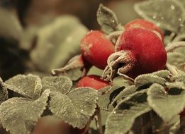 Frost on the wild rose