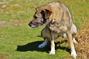 grey Dog peeing outdoor