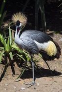Captivity Bird
