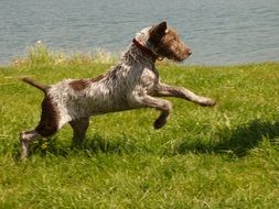 slovak hairless puppy