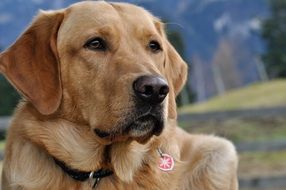 serious redhead home labrador