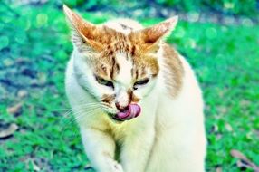 domestic cat licks its nose in the garden