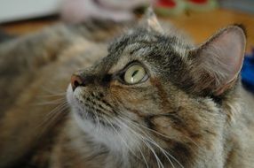 profile portrait of a cute cat