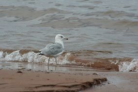 seagull near the sea with the waves