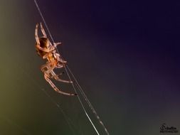 brown spider on a thin web