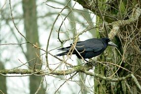 Rook bird on the tree