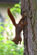 squirrel running through a tree