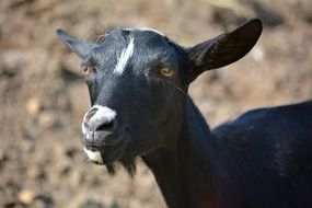 black goat on nature