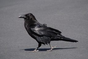 Black Raven walking