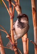 sparrow on a thin branch