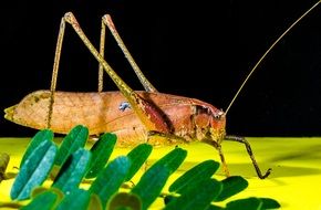 grasshopper on the surface near the green leaves