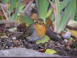 Colorful little Bird among the plants