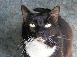 black and white cat with beautiful eyes