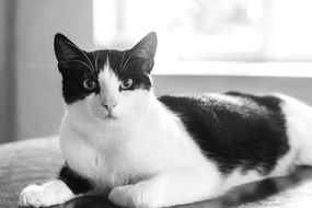 black and white photo of domestic cat