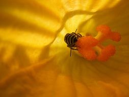 insect in Flower