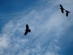 soaring raven