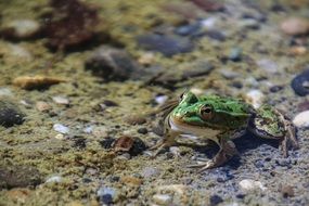 green frog on the ground