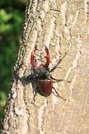 climbing huge beetle