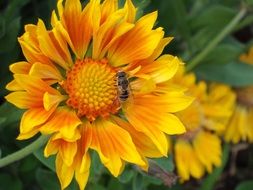 insect on orange garden flower