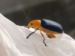 insect on a white cloth