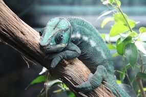 Green Chameleon on Branch among Leaves