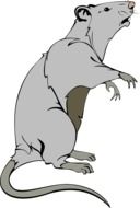 grey Rat stays on hind legs, drawing