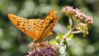 orange butterfly on a flower