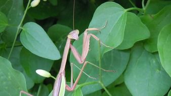 Praying Mantis among leaves, head Close Up