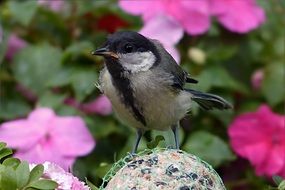 great tit eating from fat ball