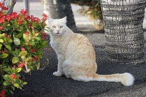 vigilant kitten near the flowering bush