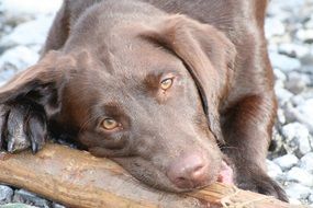 labrador near a wooden beam