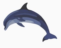 gray Dolphin drawing