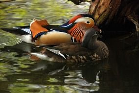 two exotic ducks on the water close up