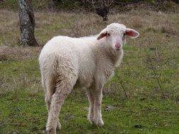 white lamb on a pasture on a farm