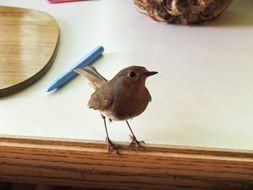 red Robin at the edge of the table