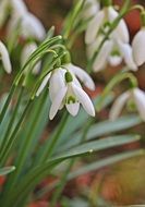 delicate snowdrops
