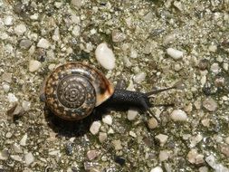 garden snail on gravel