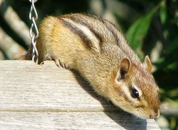 cute lovely Eastern Chipmunk