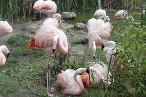 flock of graceful flamingos in the zoo