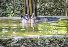tapir hides under water