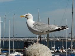 Seagull Maritime sunny portrait