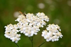 insect on white yarrow blossom